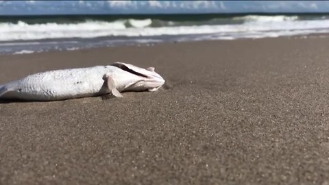 Red tide impacting businesses, tourism in Indian River County