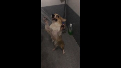 Corgi like shower