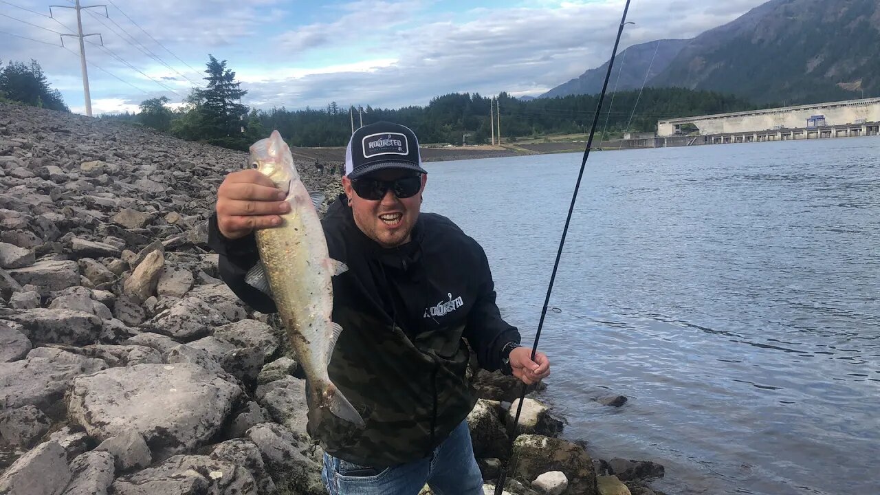 Bonneville Dam Shad Fishing MULTIPLE Fish Caught! (Live Fishing Show)