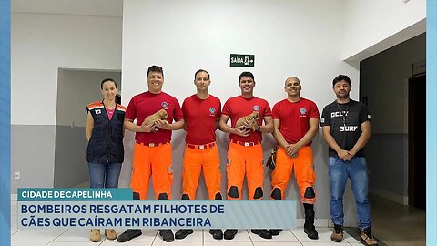 Cidade de Capelinha: Bombeiros resgatam filhotes de cães que caíram em ribanceira.