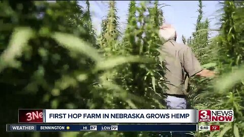 Inside Nebraska's first industrial hemp farm