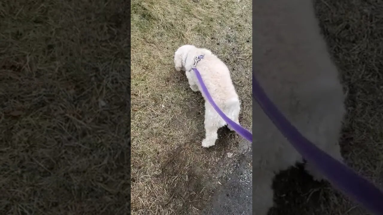 on a walk 1