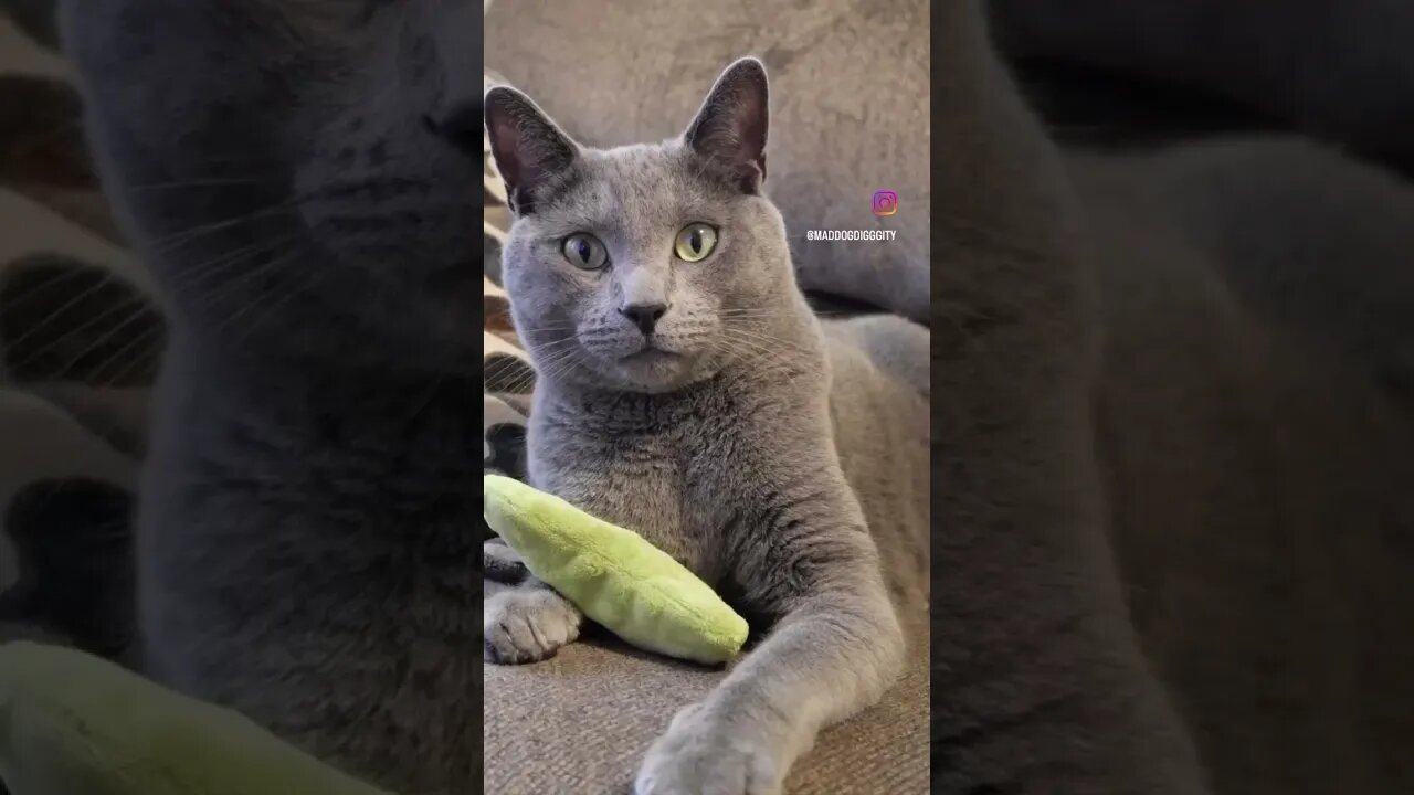 Pickle man! #cat #photography