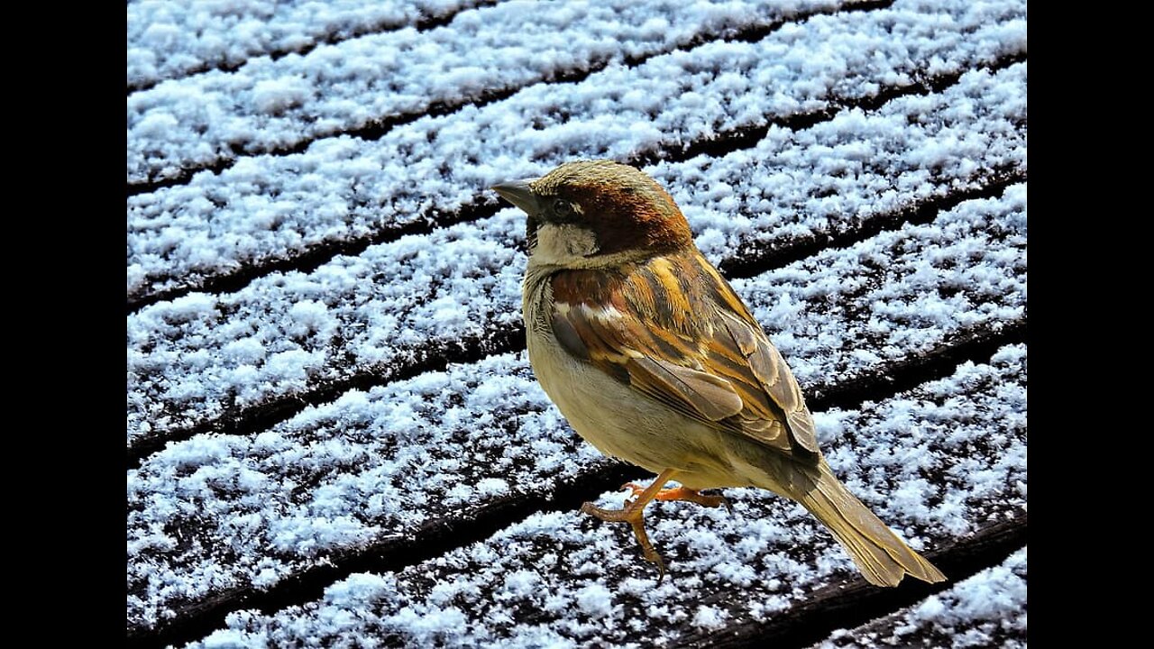 A hungry pigeon and the temperature is minus ten-عصفور جوعان وبردان