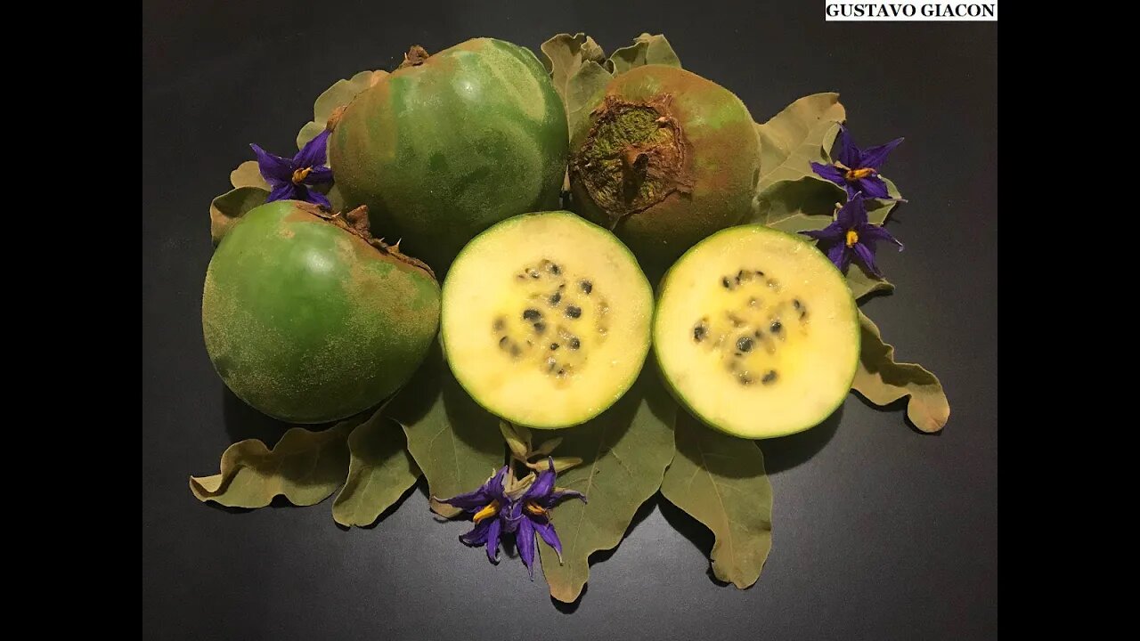 Fruto da Lobeira é comestível? Tem Gosto de Quê? Qual o gosto da Fruta Lobeira. O "Kiwi" do cerrado.