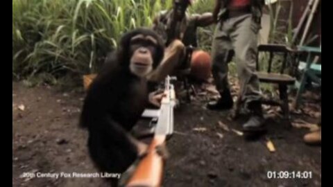 Apes with AK 47 (Original Footage)