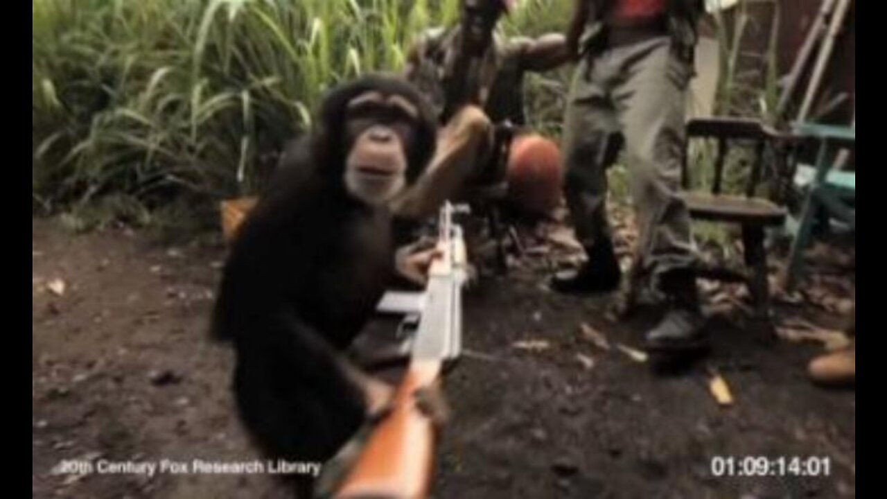 Apes with AK 47 (Original Footage)