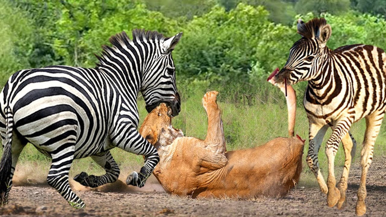 Fierce Battle! Aggressive Lion Was Bitten Nearly Died By Mother Zebra To Rescue Calf