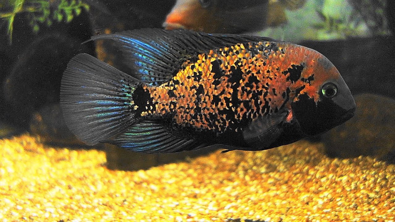 polar parrot fish babies