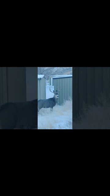 Just strolling through town!