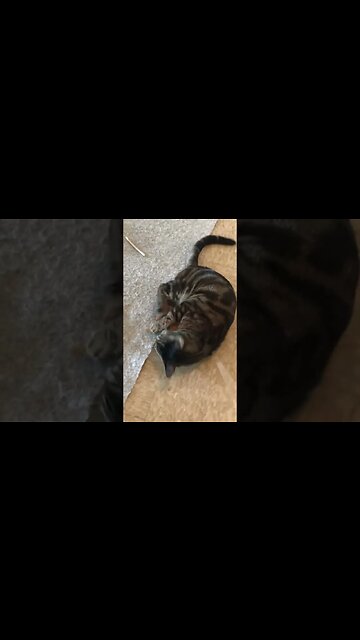 Fat apartment cats are not normal #shorts