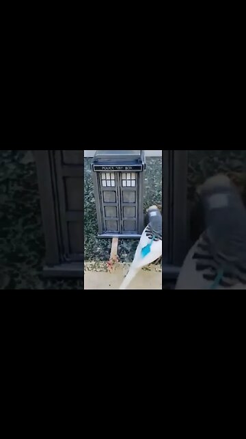 #Birds VS #TARDIS #DoctorWHO #TravelingTARDIS #SUBSCRIBE YouTube.com/TheLegendOfTheTravelingTARDIS