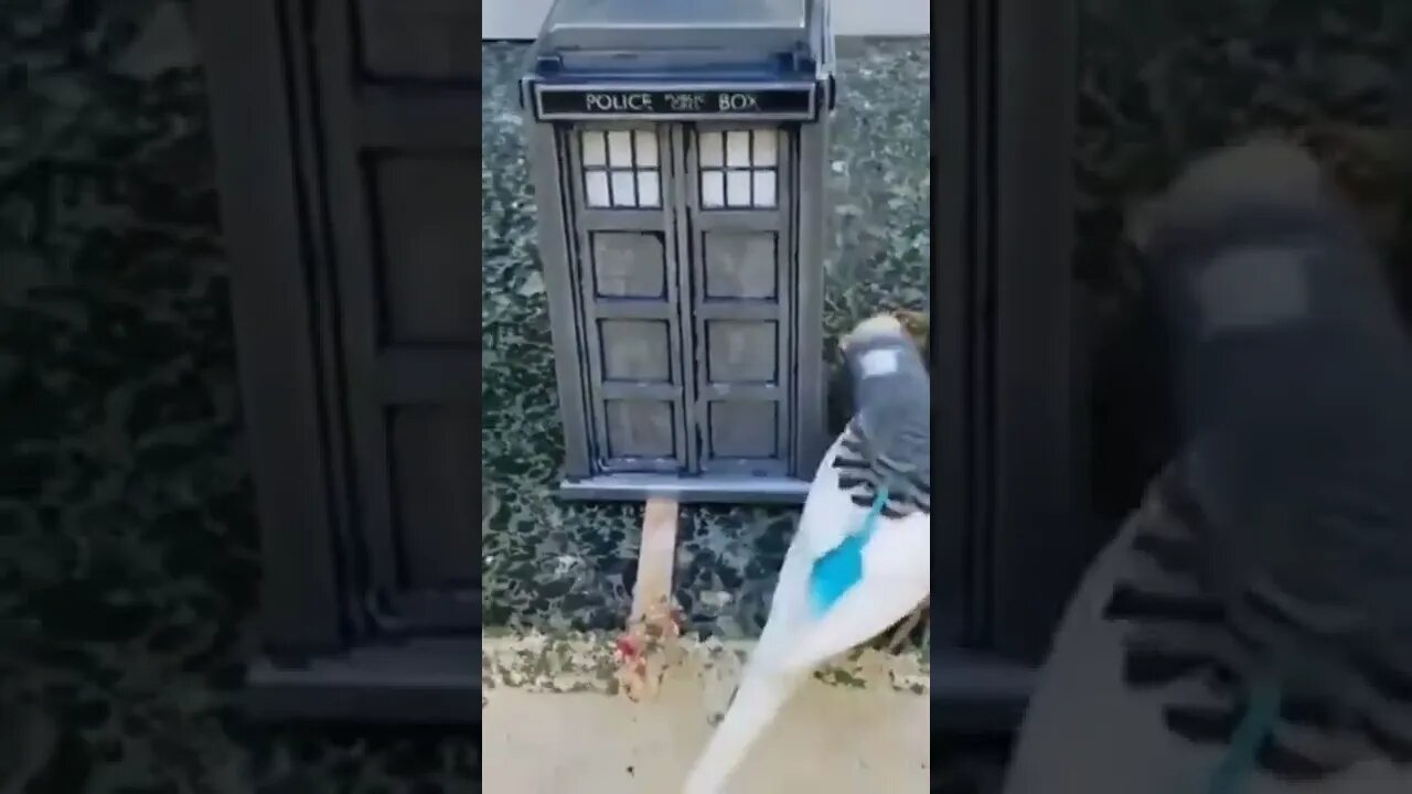 #Birds VS #TARDIS #DoctorWHO #TravelingTARDIS #SUBSCRIBE YouTube.com/TheLegendOfTheTravelingTARDIS