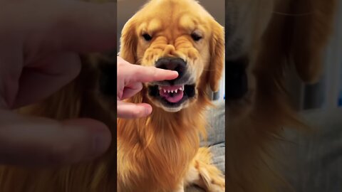 The golden retriever dental check!!!cute smart and brave ! !#shorts #funnyvideo #doglover ❤️🐾