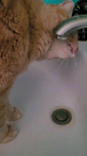 My Cat Hershel everybody