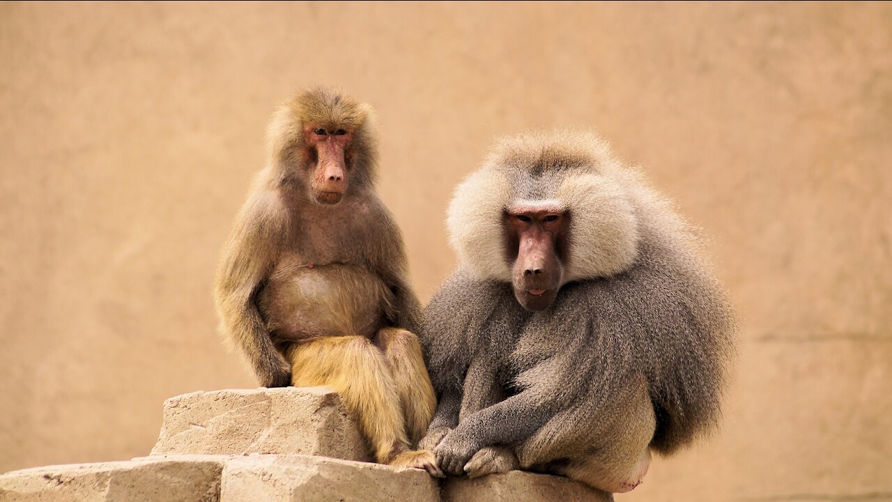 smarter monkeys 😍😍 Monkeys May Be Smarter Than You Think!