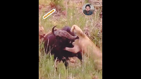 tiger 🐅 attack buffalo 🦬🐃