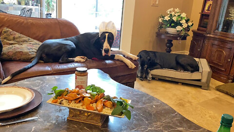 Great Danes And Cat Check Out President's Choice Butter Chicken