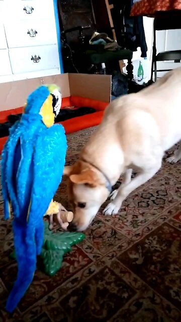 Dog freaked out by fake parrot