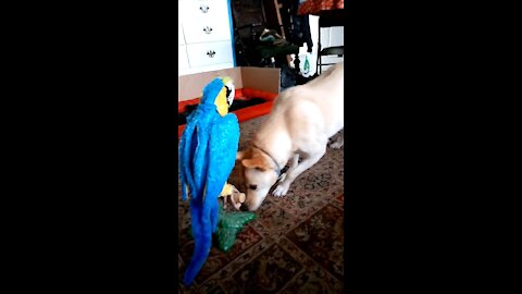 Dog freaked out by fake parrot