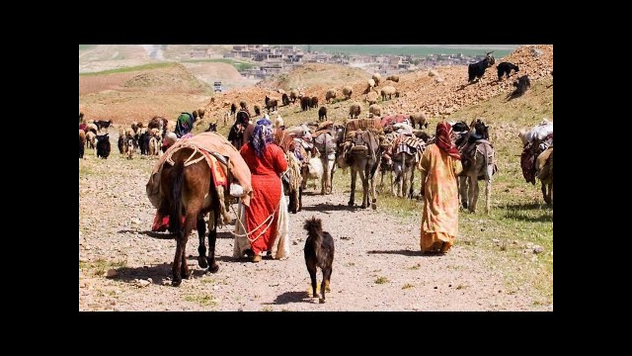 Beautiful Migration Journey Of Nomads From Winter Plateaus to Summer Grounds