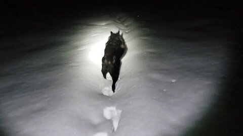 Searching for Bigfoot Tracks After Fresh Snow Drop in Haunted Canyon