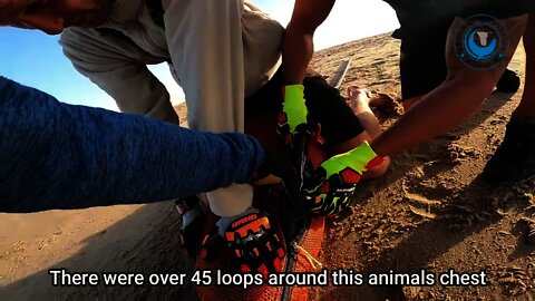 Big Seal RESCUED from 45 strands of fishing line Soo exciting video