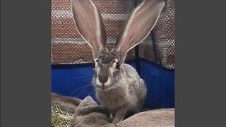 Adorable Juvenile Jackrabbit Is All Ears