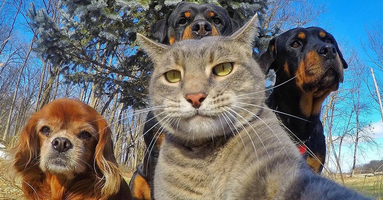 Funniest Animals FAILS 😹🐶