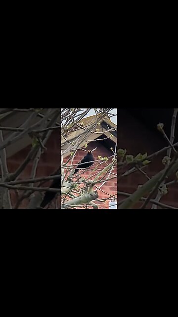 blackbird singing #blackbird