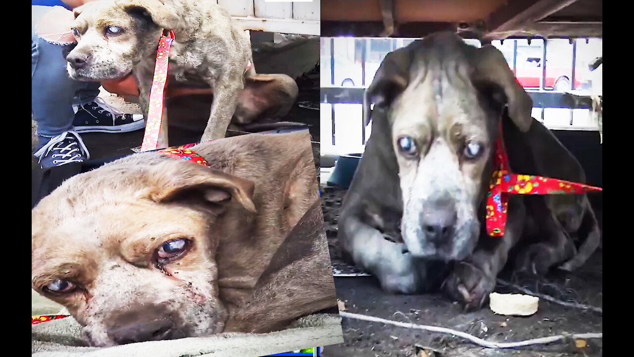 This blind dog has been neglected his entire life 🥺️