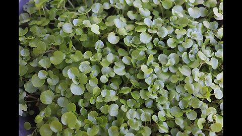 Growing watercress from seeds in the pot