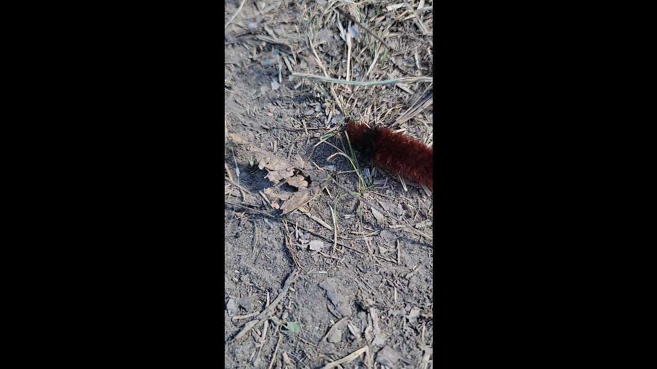 Red Wooly Worm in West TN