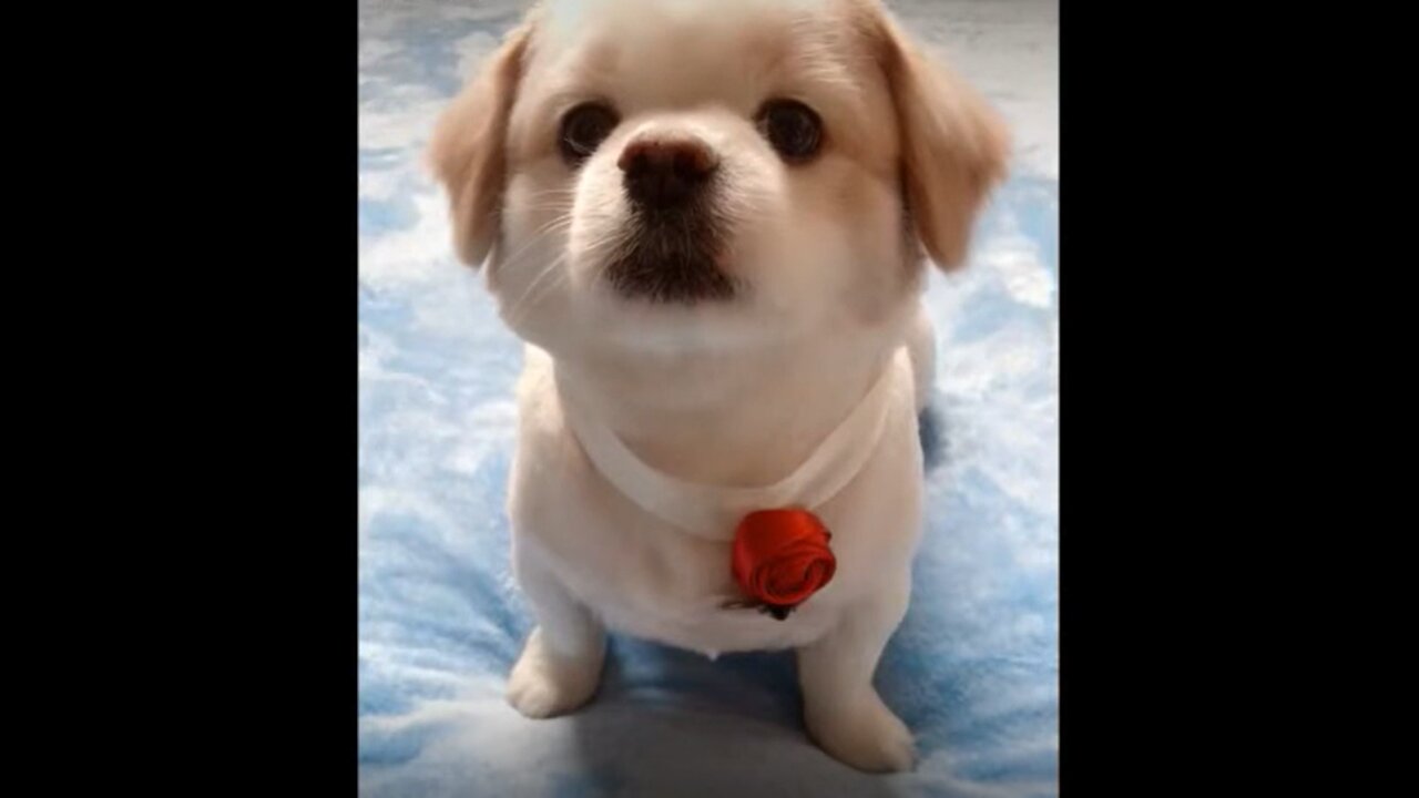 Funny animal ticktok videos completions