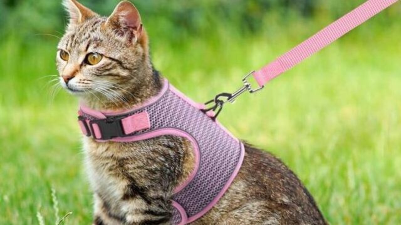 Adjustable Breathable Reflective Cat Harness and Leash Escape