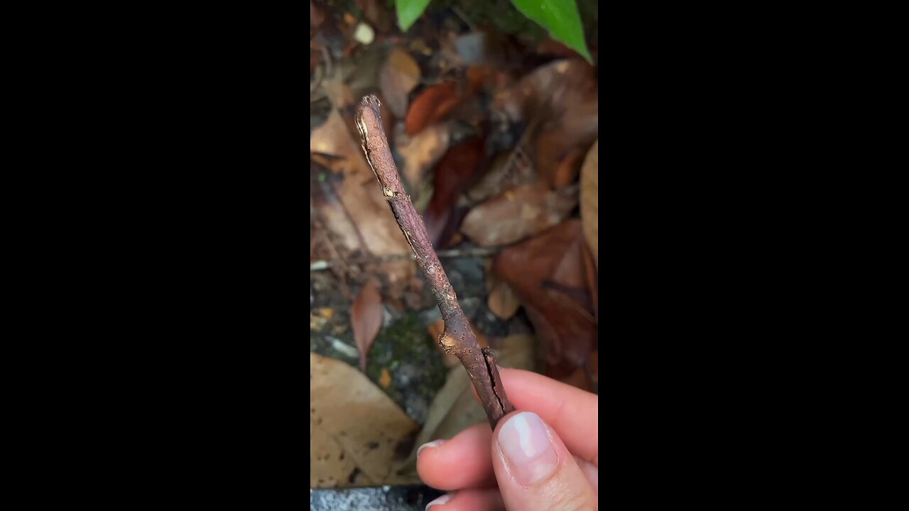 This stick insect