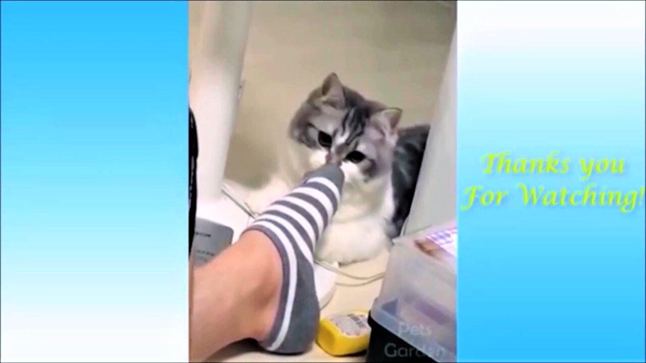 Cats reaction to his owners stinky feet!