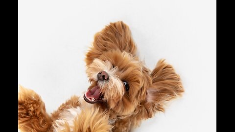 This Dog Has The Best Smile You Have Ever Seen