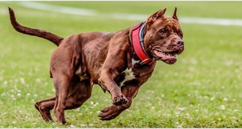 Cute pet 🐕 dog reaction 😘