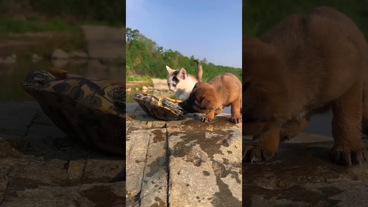 The cutest dog Playing with a little chick🐤🐕🦺 / Animal Loves #shorts #pets #animals