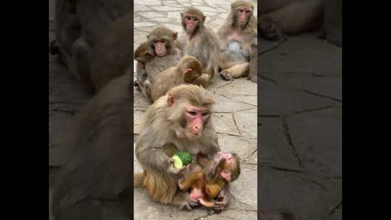 Cute Monkey China & Funny Love monkey| Animals Love