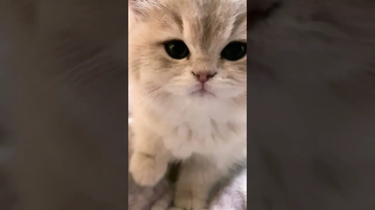 So Cute Baby Cat || in home || #shortsfeed #cat #youtubepets_animals