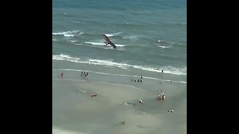 WATCH: Predatory bird swoops off with 'shark-like fish' over beach (War)