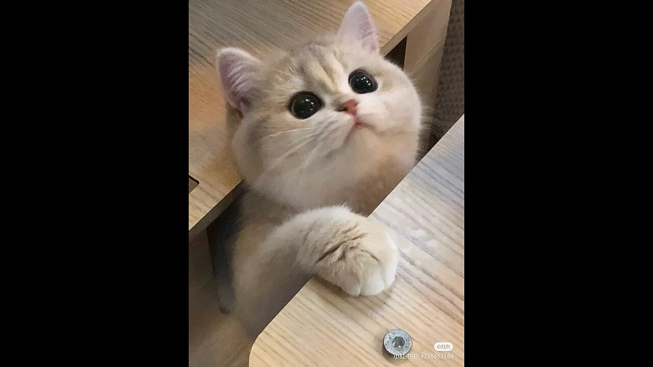 "Paws and Play: Hilarious Cat Antics"
