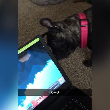 Dog Looks For Computer Cursor Behind the Monitor