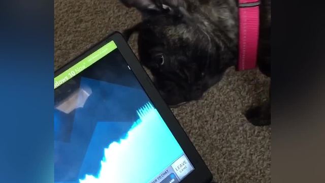 Dog Looks For Computer Cursor Behind the Monitor