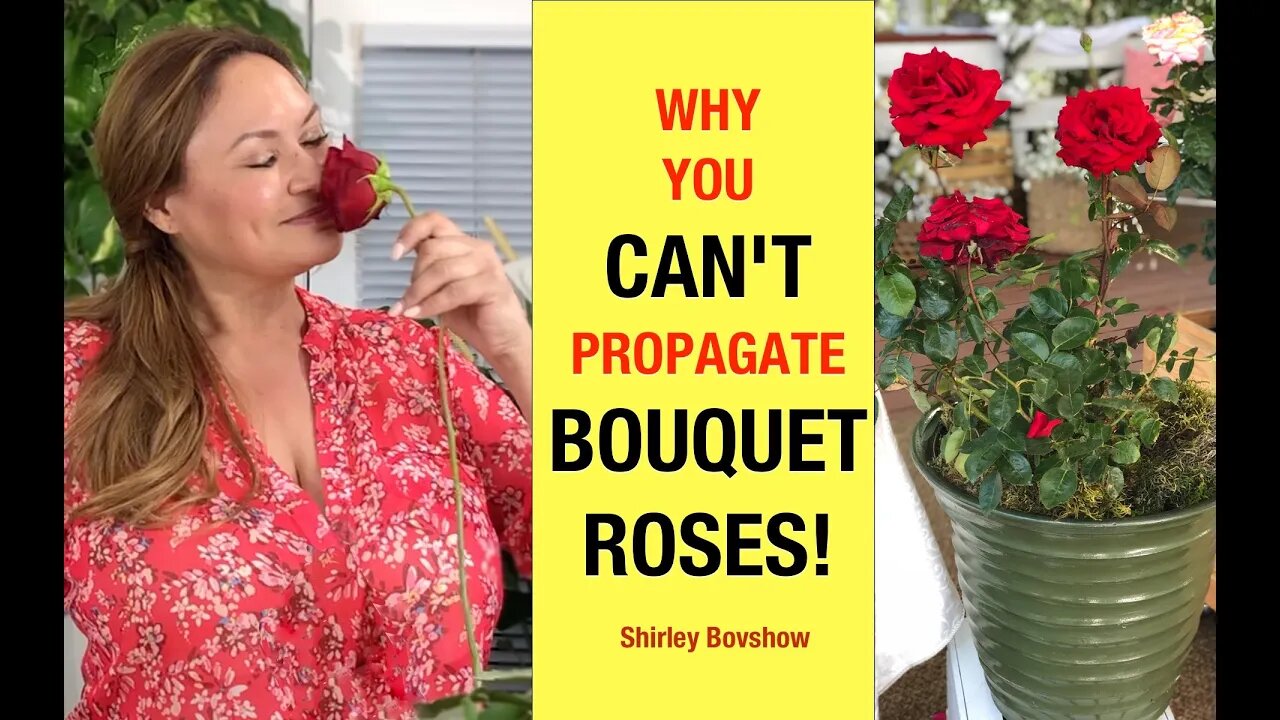 NO! 😞You CAN'T PROPAGATE ROSES from Bouquet Rose STEM CUTTINGS!🌹Shirley Bovshow/ EdenMakers