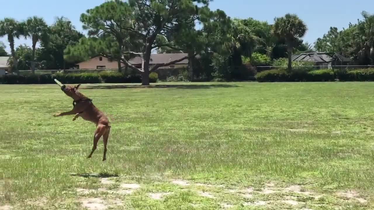 Buddy, 1-year-old boxer, rescued off Hobe Sound Beach by Martin County marine deputies