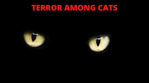 TERROR AMONG CATS