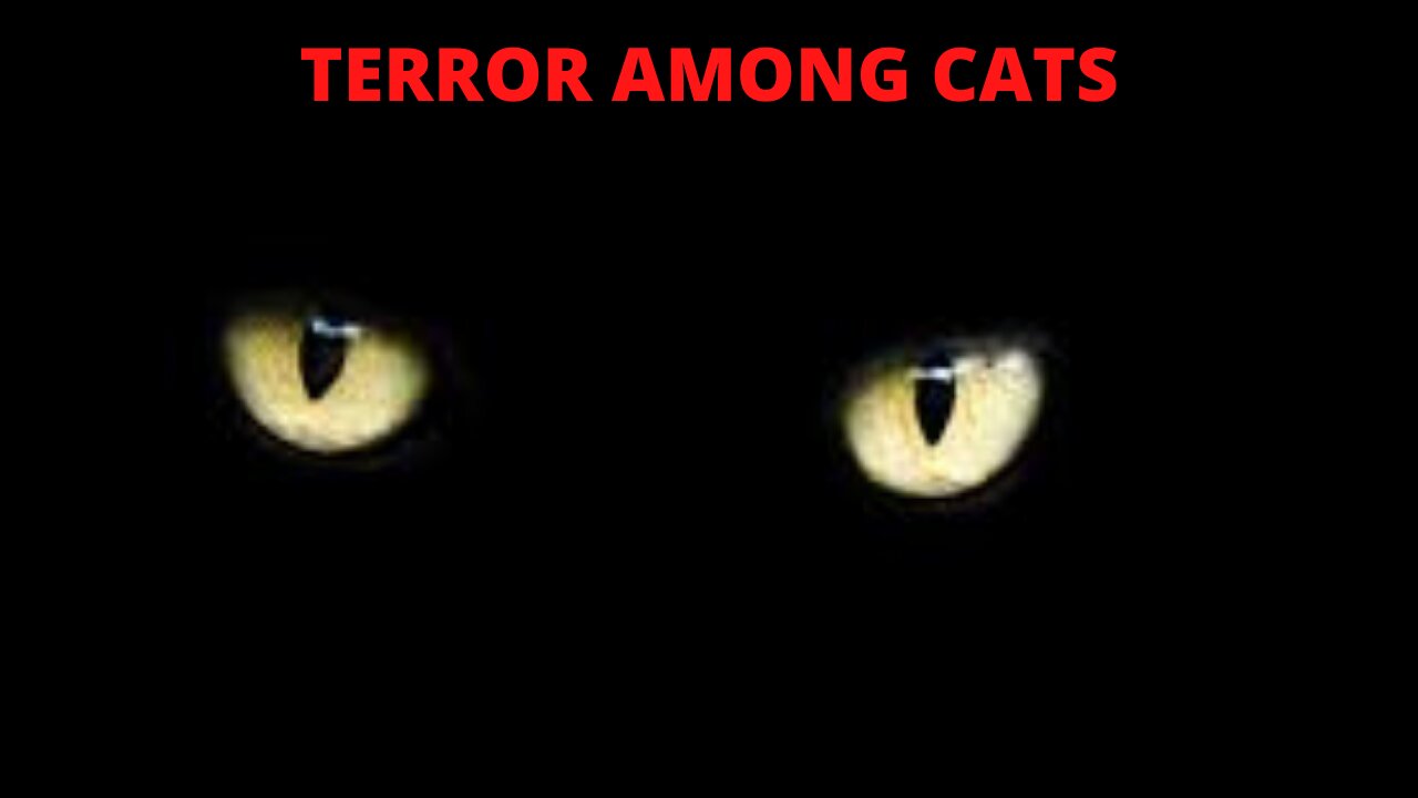 TERROR AMONG CATS